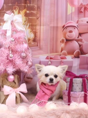 20241218ぽんちくん